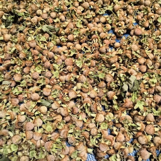 三门县覆盆子 好货又便宜（干货）