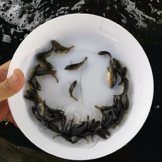 东莞市罗非鱼苗