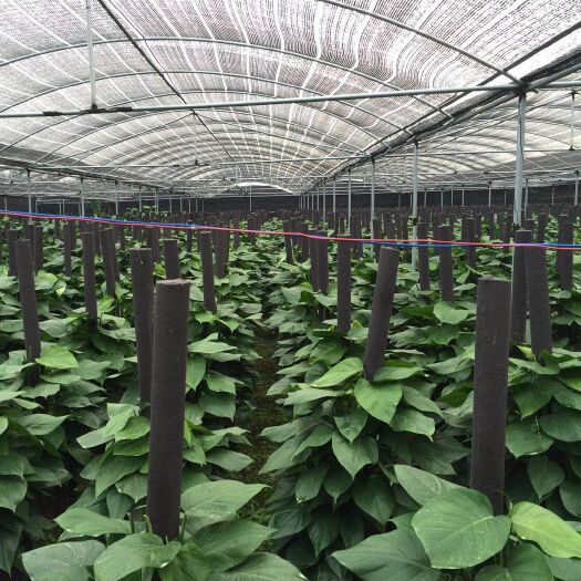 化州市绿萝柱 广东绿萝基地长期出售绿萝，批发！量大价优