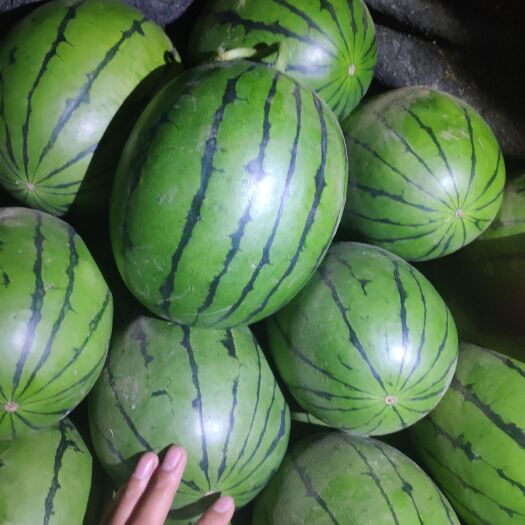 寿光市早春红玉西瓜 早春红玉。羊角蜜。贝贝。千禧。