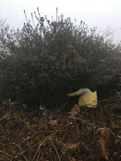  高山杜鹃球
