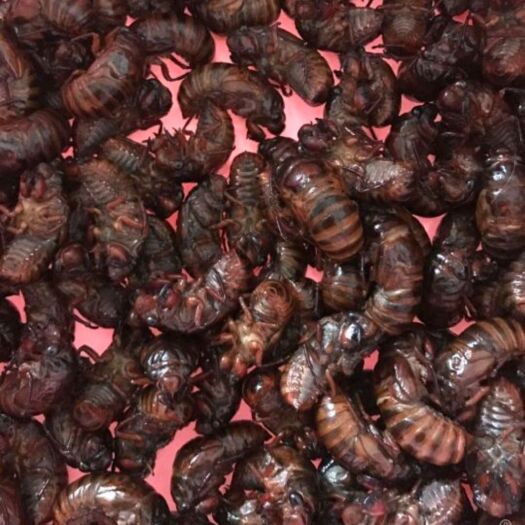 广州 活体金蝉   每天班车直达