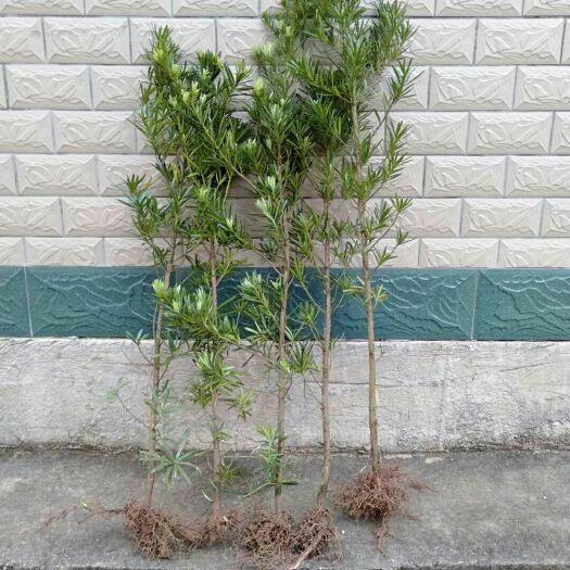 荔浦市罗汉松直径1.5到2.0适合占地造型剪尾发快递不带泥全国包邮