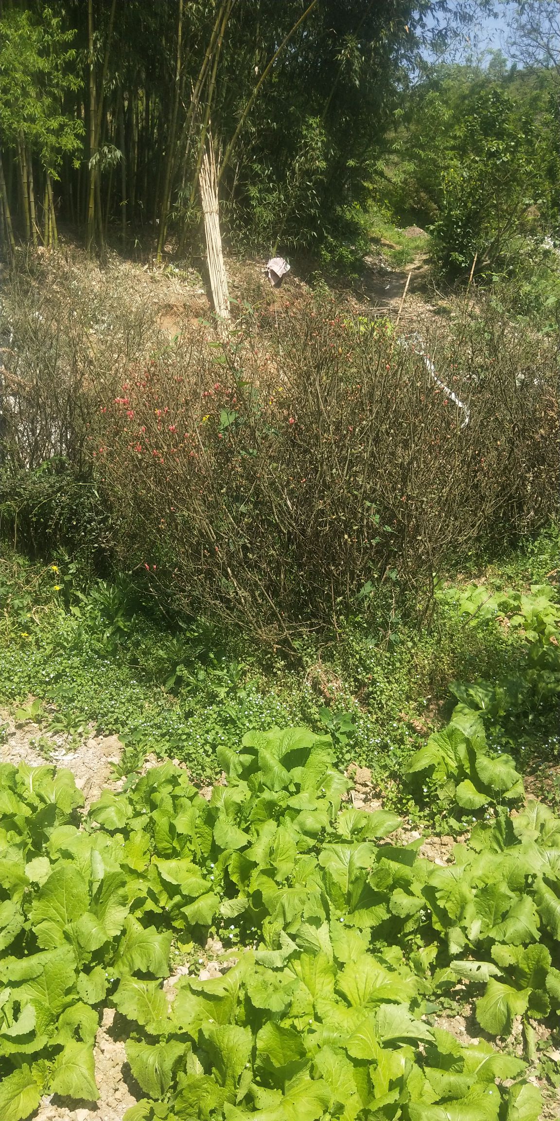  高山杜鹃球