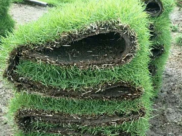 郴州马尼拉草皮 马尼拉精品草卷，草块