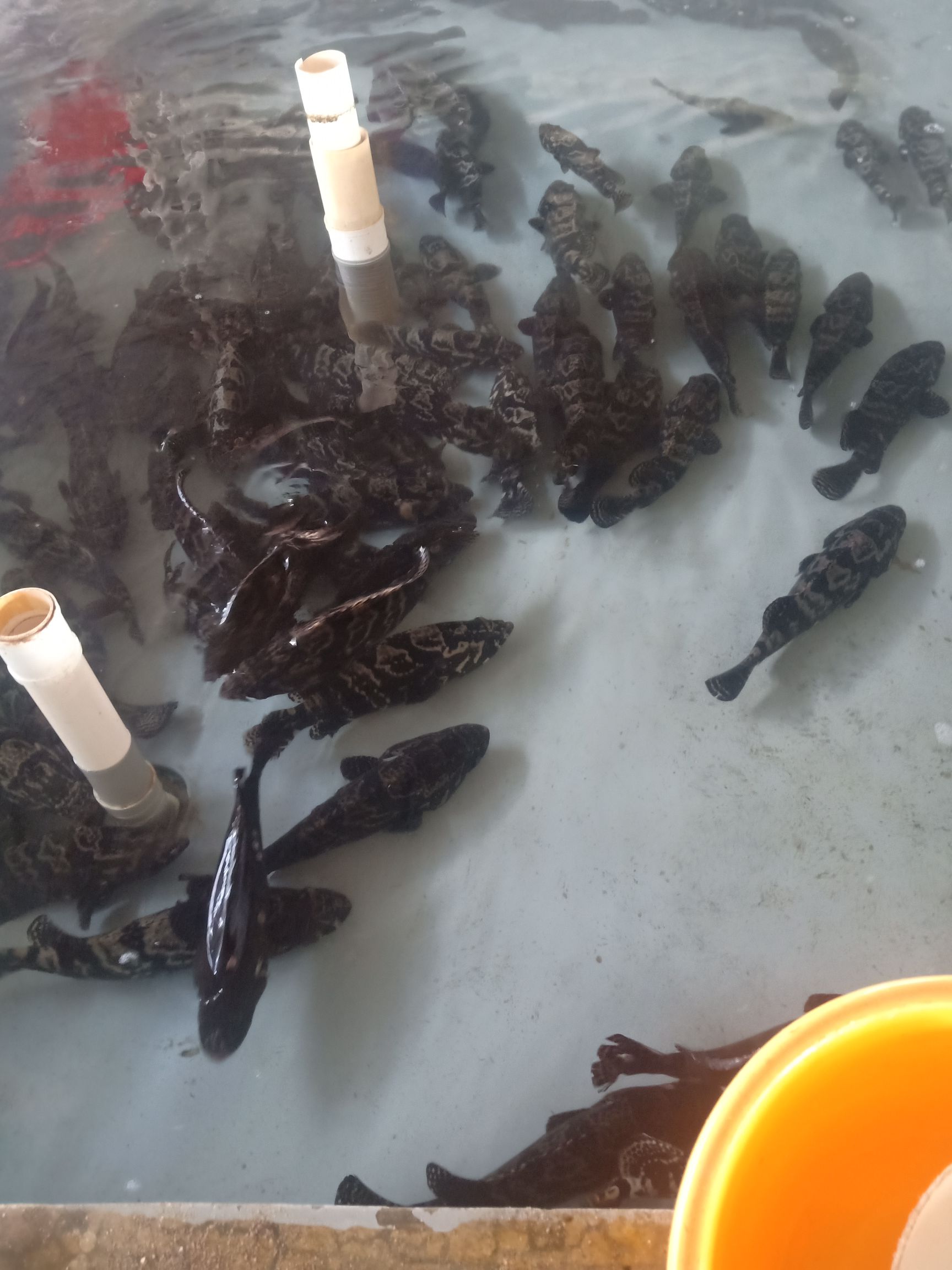 石斑鱼肉质鲜美