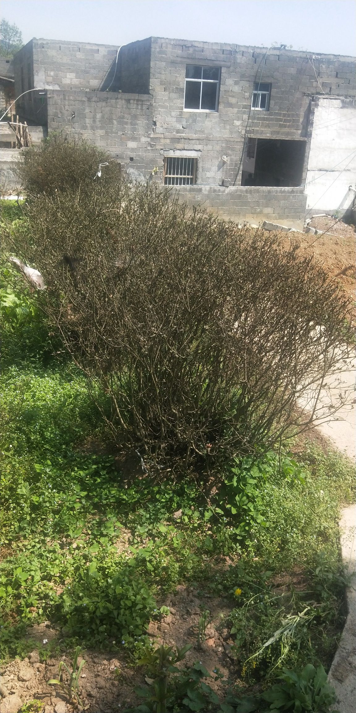  高山杜鹃球
