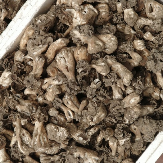 巴楚县 巴楚蘑菇