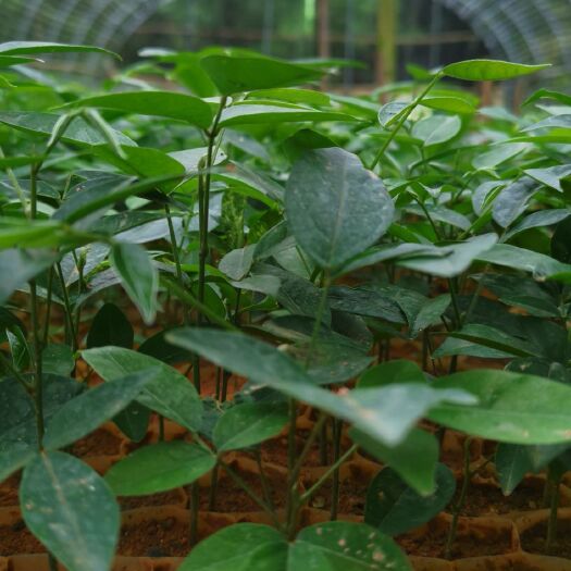 牛大力苗 牛大力种苗：多薯大叶白毛种。可发样板，需自费。
