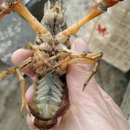 洪湖市 清水小龙虾