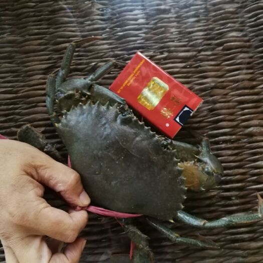 无锡 有没有做青蟹的朋友，大家认识一下，交个朋友。相互交流学习经验