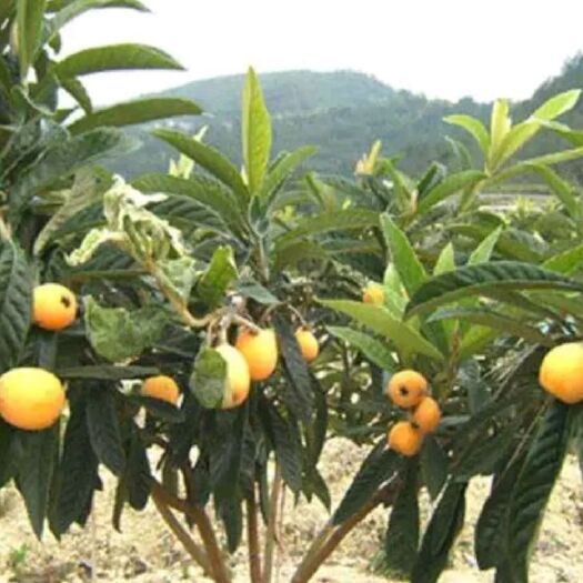 灵山县大五星 金灿灿的枇杷果