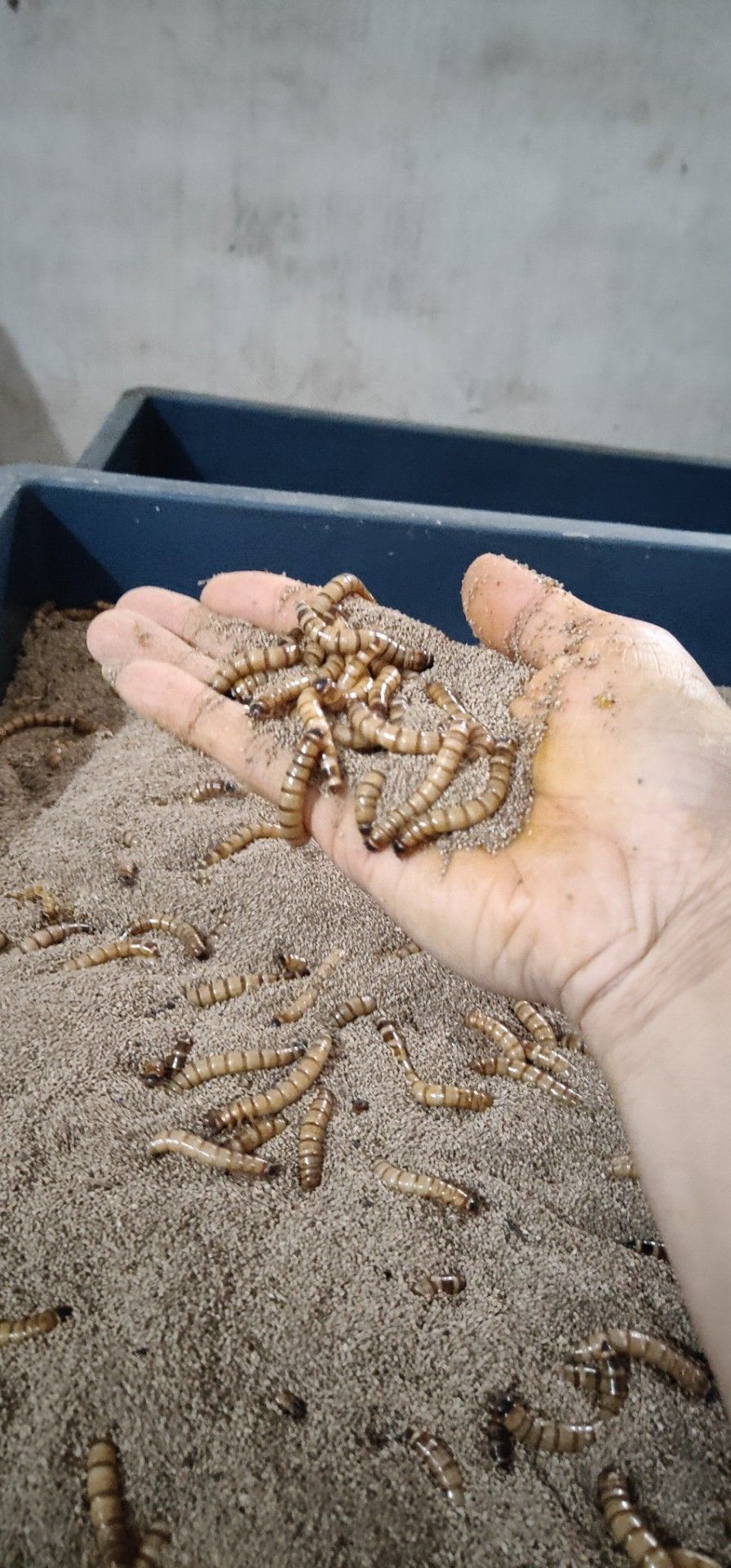 [大麦虫批发]大麦虫 活体,养殖场发货价格14元