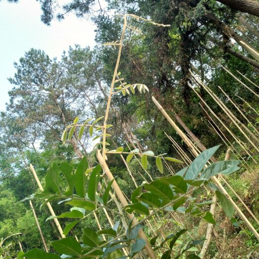平南县牛大力苗 本场提供的是黄毛大叶高产的牛大苗，有意者请联系我!