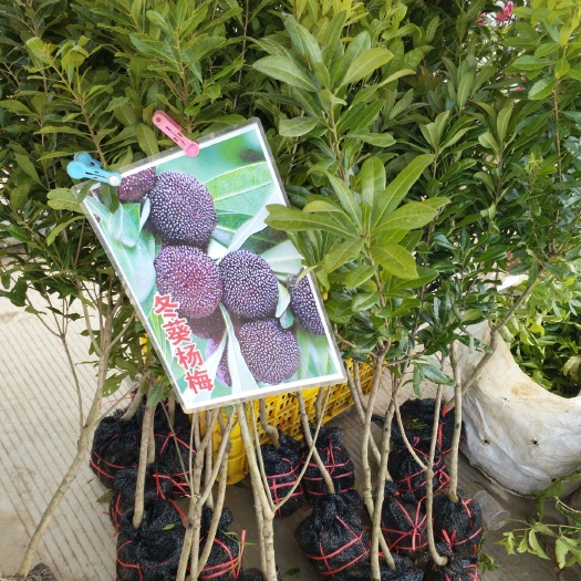灵山县 东魁杨梅树苗嫁接杨梅树苗黑炭杨梅树苗南北方种植当年结果