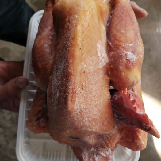 喀喇沁旗 散养笨鸡，肉质鲜美