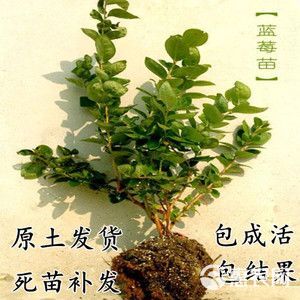 兔眼蓝莓苗  兔眼蓝莓！带花苞带土发货。