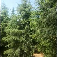 南京 传扬苗圃本着诚信，品质，服务，为广大客户提供各种精品雪松。