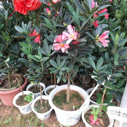 灵山县茶花苗 四季杜鹃山茶花
