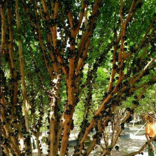 灵山县嘉果宝种苗 嘉宝果 树葡萄