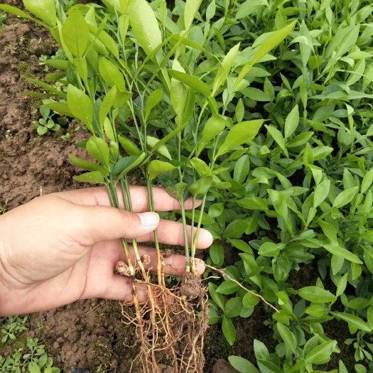 荔浦市香橙苗 小叶香橙芽苗