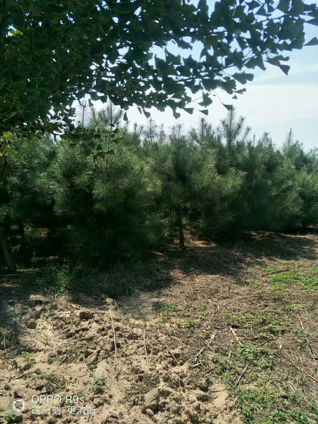  山西1-6米的精品白皮松