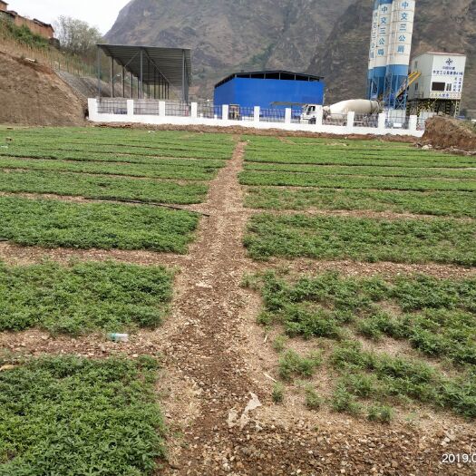金阳县青花椒苗 品质优良  成活率高   量大从优