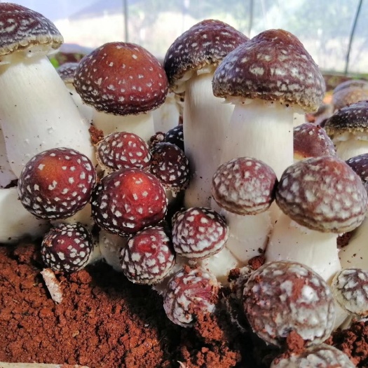 大球盖菇菌种  人工松茸，大球盖菇，赤松茸母种，原种，栽培种，