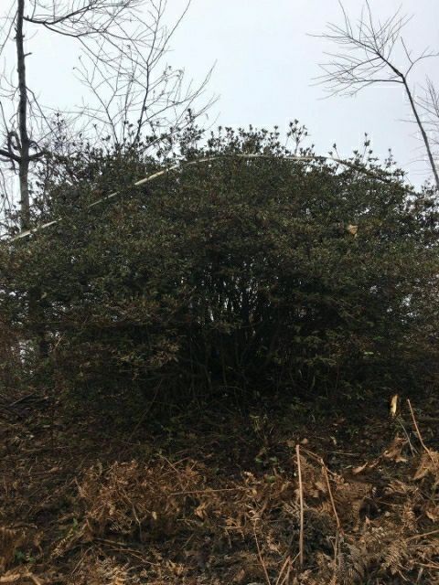  高山杜鹃球
