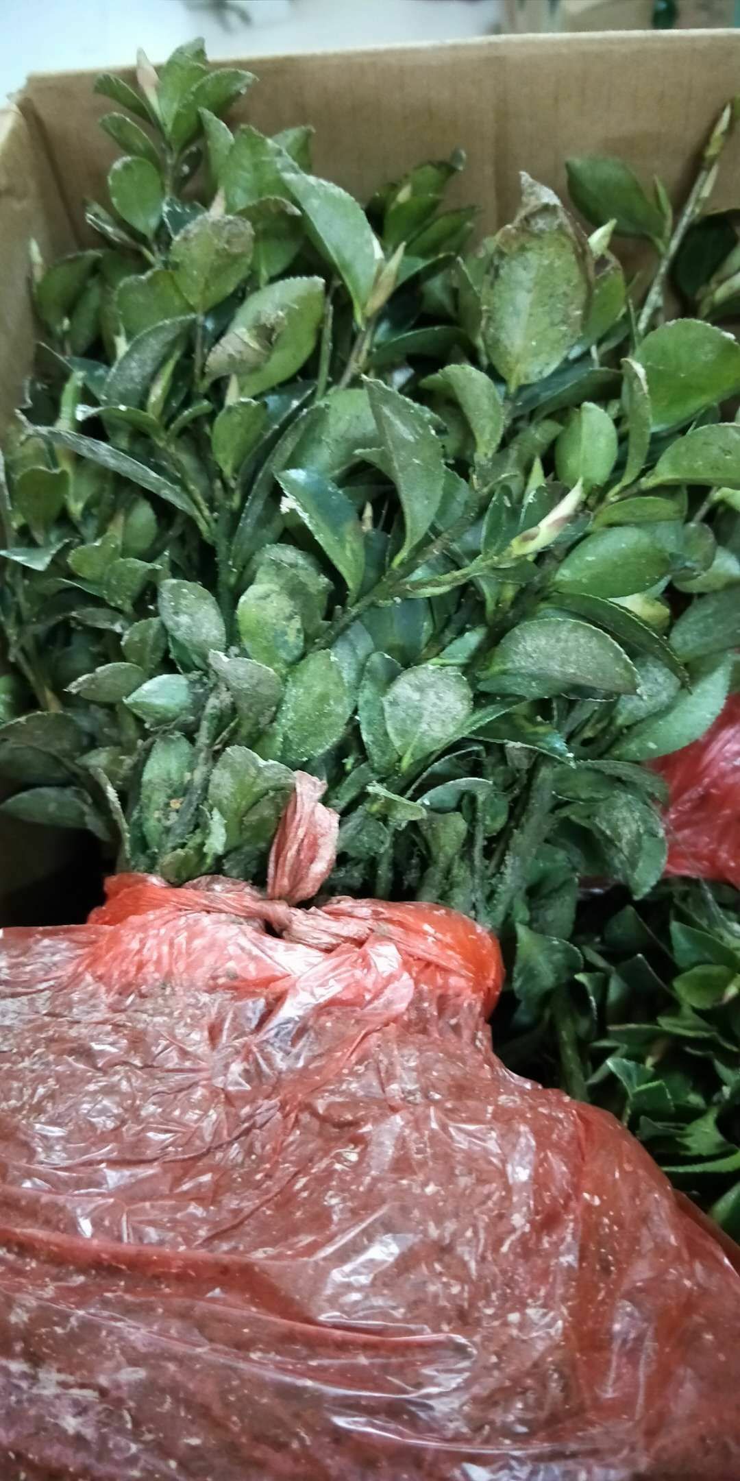 茶梅，地栽一年工程用苗，自产自销批发价