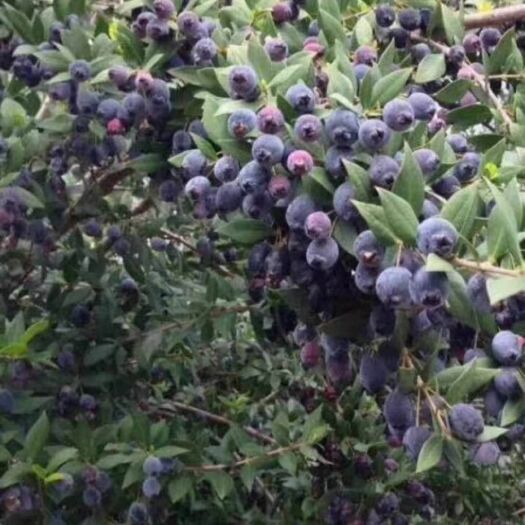 灵山县 蓝莓苗…带土带营养杯发货苗