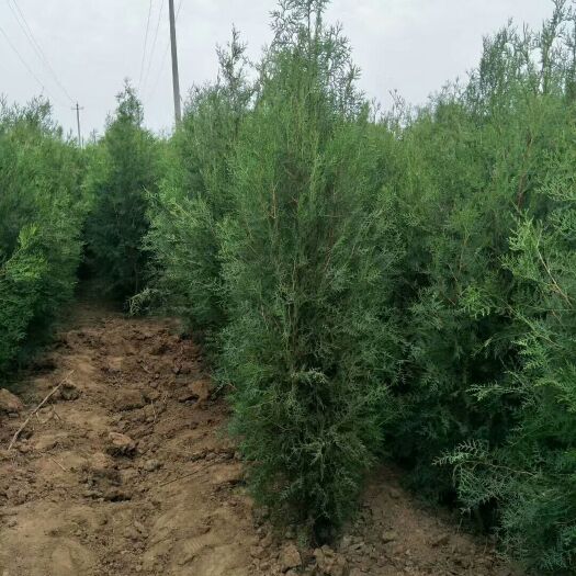 圆枝侧柏 山西1-6米的侧柏