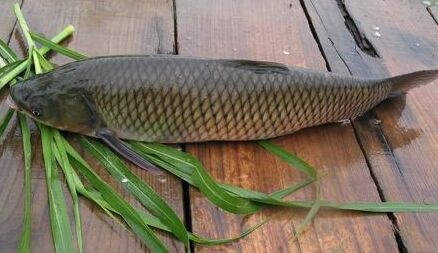 金沙县 草鱼