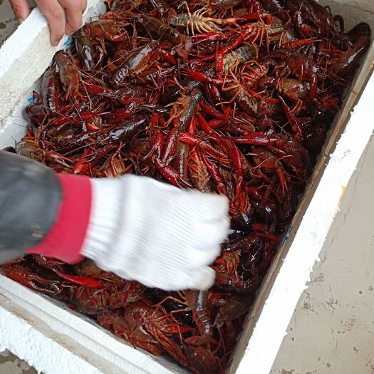 微山县 微山湖清水小龙虾活体小龙虾鲜活小龙虾活规格567钱零售