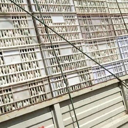 信阳绿壳鸭蛋 10000斤起售