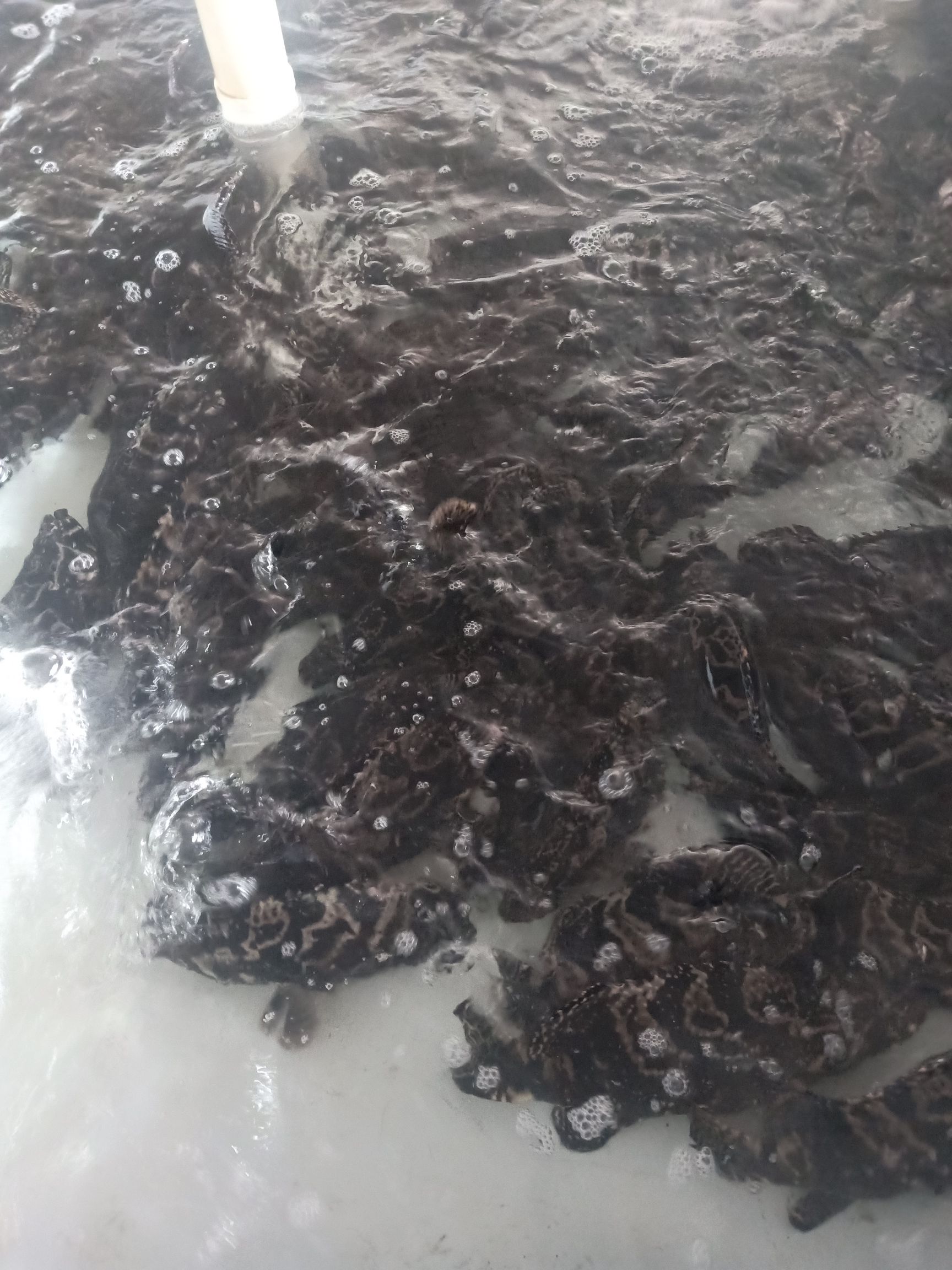  石斑鱼肉质鲜美
