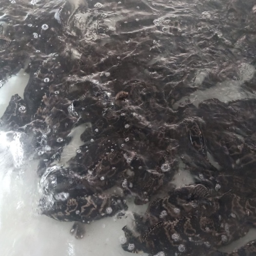 三亚 石斑鱼肉质鲜美
