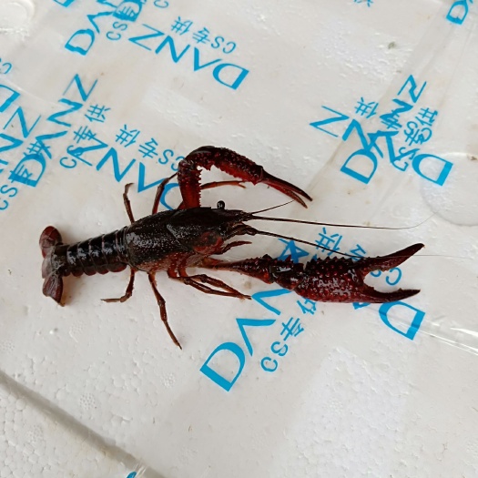 微山县 微山湖清水小龙虾活体小龙虾鲜活小龙虾活规格567钱零售