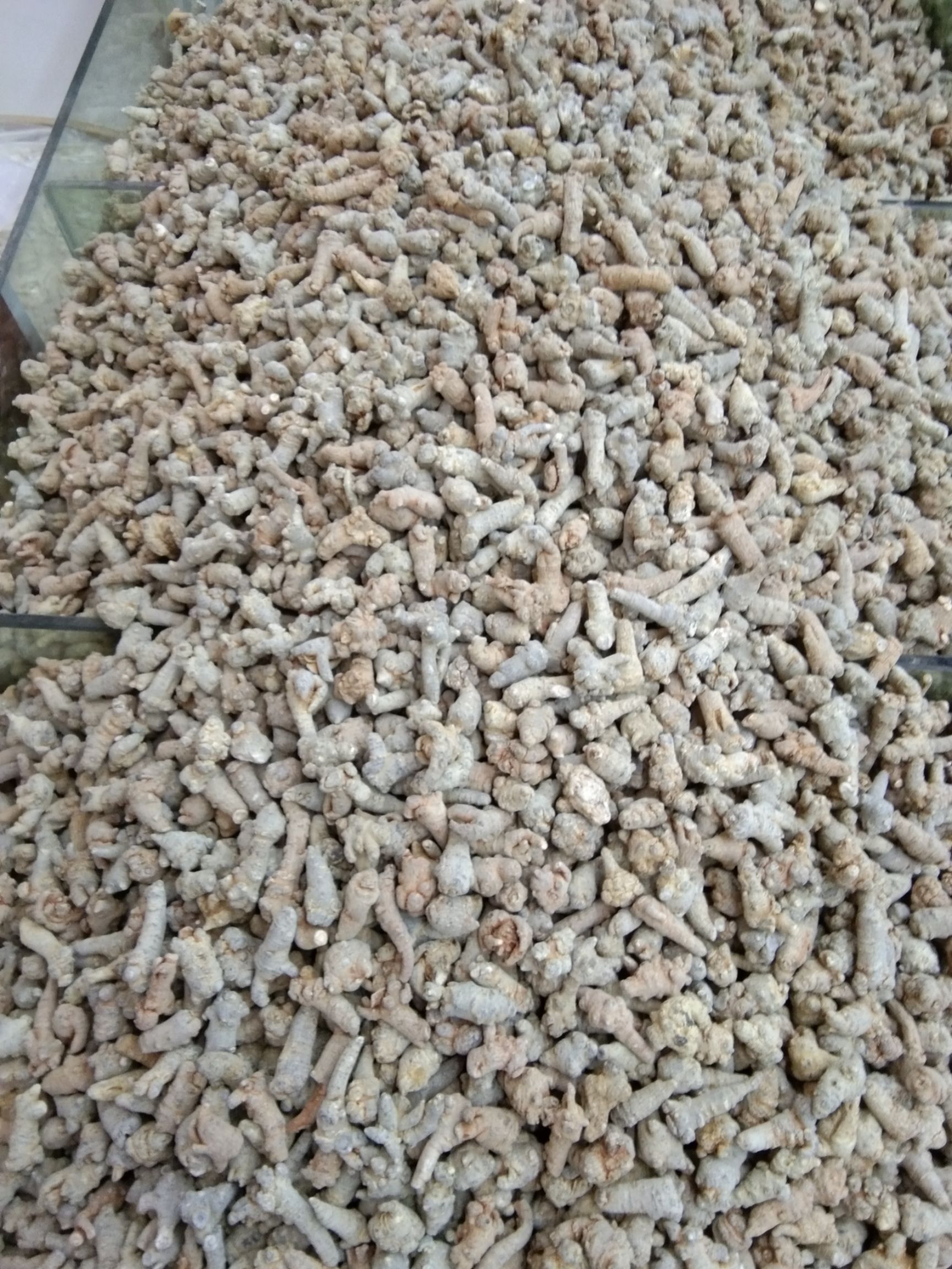  云南文山三七 无数头