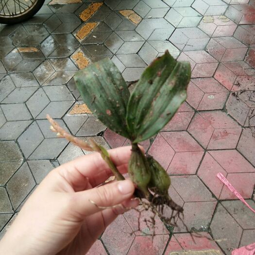 连山县石仙桃 湿 石橄榄