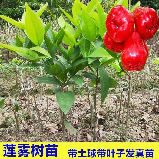 灵山县黑金刚莲雾苗 【买一颗送一颗】莲雾果树苗黑金刚大叶红莲雾果苗嫁接苗当年结果