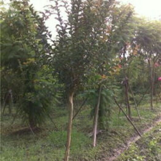 岷县紫薇树 货源充足