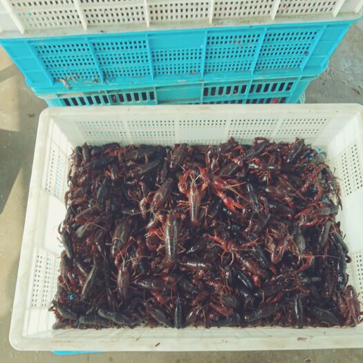 沭阳县 小龙虾虾苗，种虾，江苏水产养殖公司