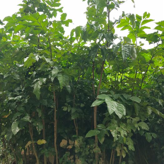 灵山县 黄皮树苗嫁接无核大鸡心黄皮苗盆栽庭院南北方种植当年结果果树苗