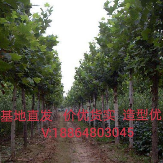 泰安速生法桐 造型法桐  树形优美  基地直发
