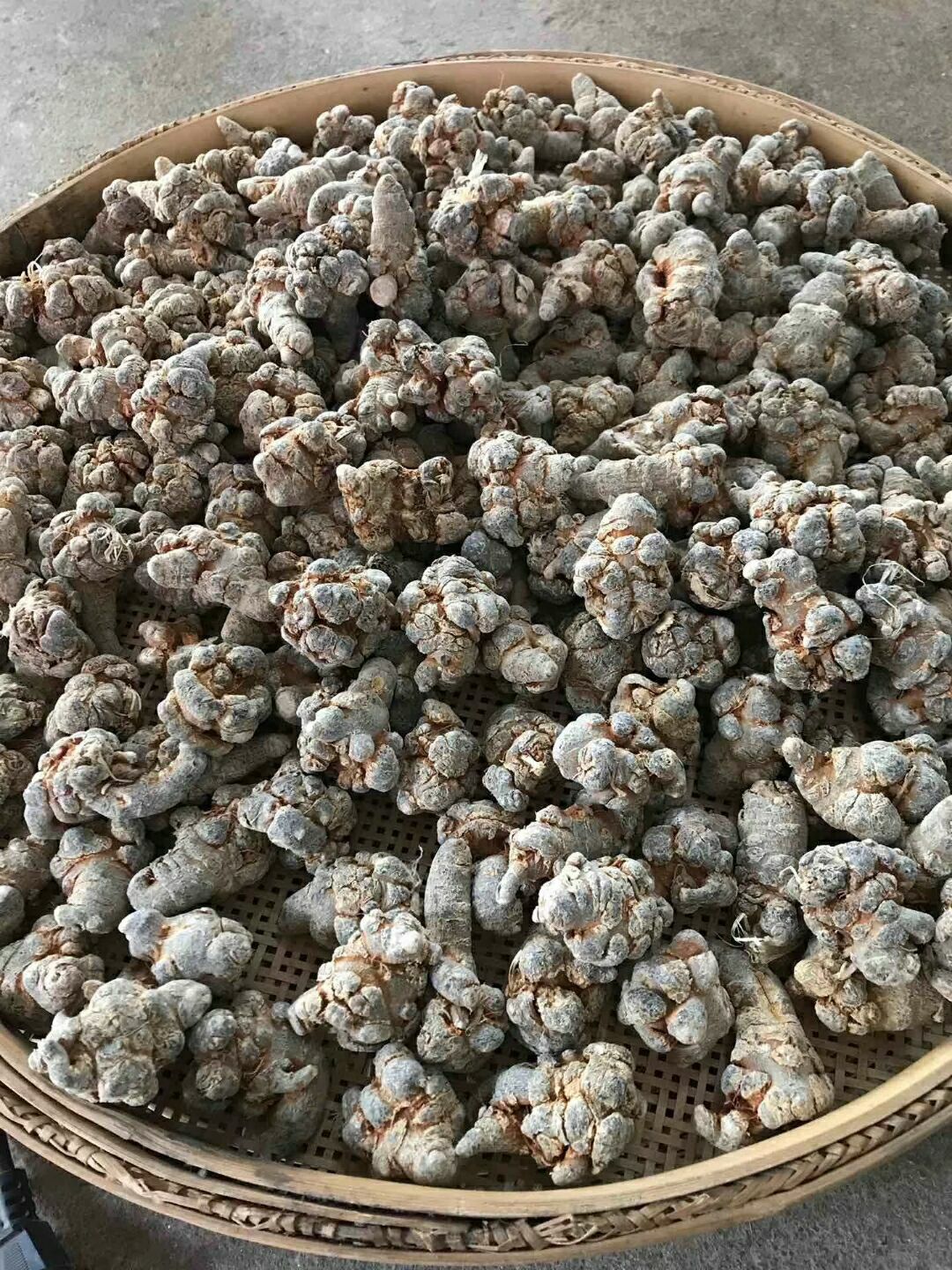  云南文山三七 无数头