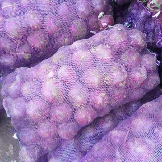 郯城县 洋葱