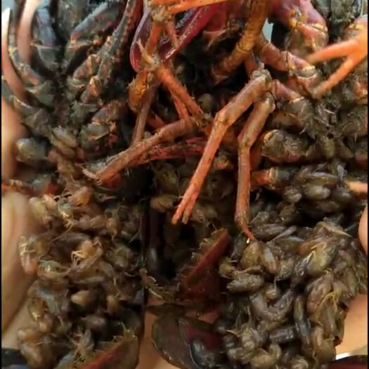 沭阳县龙虾苗 都是自家塘口虾