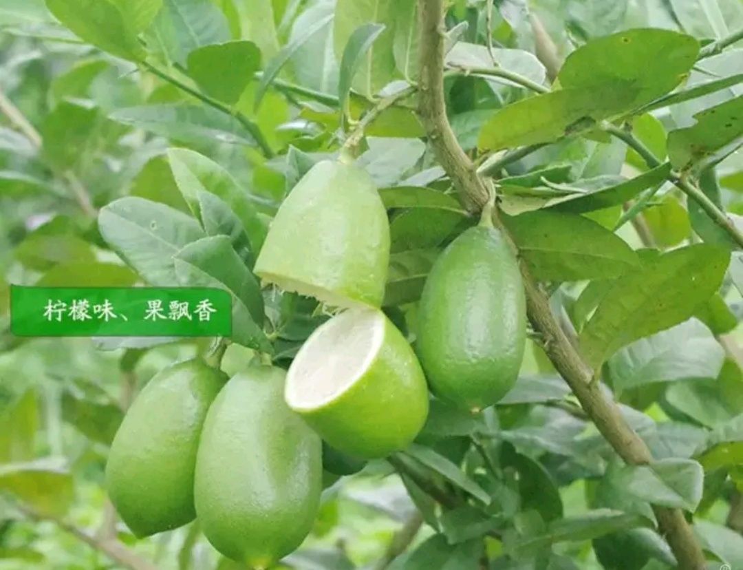 无籽柠檬苗 香水柠檬靓苗