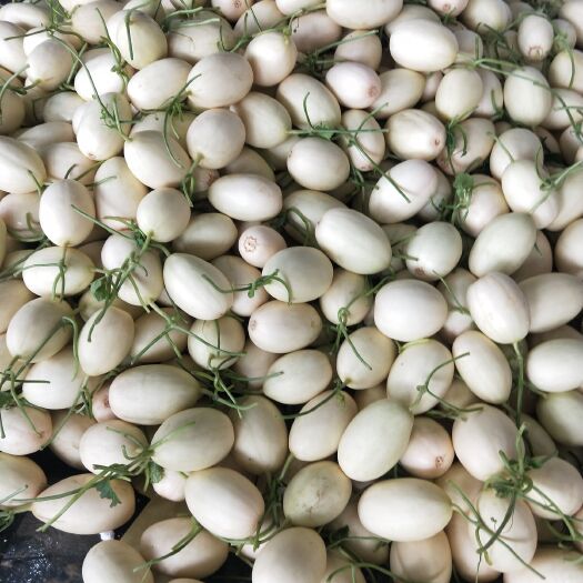 莘县东方蜜甜瓜  大量上市